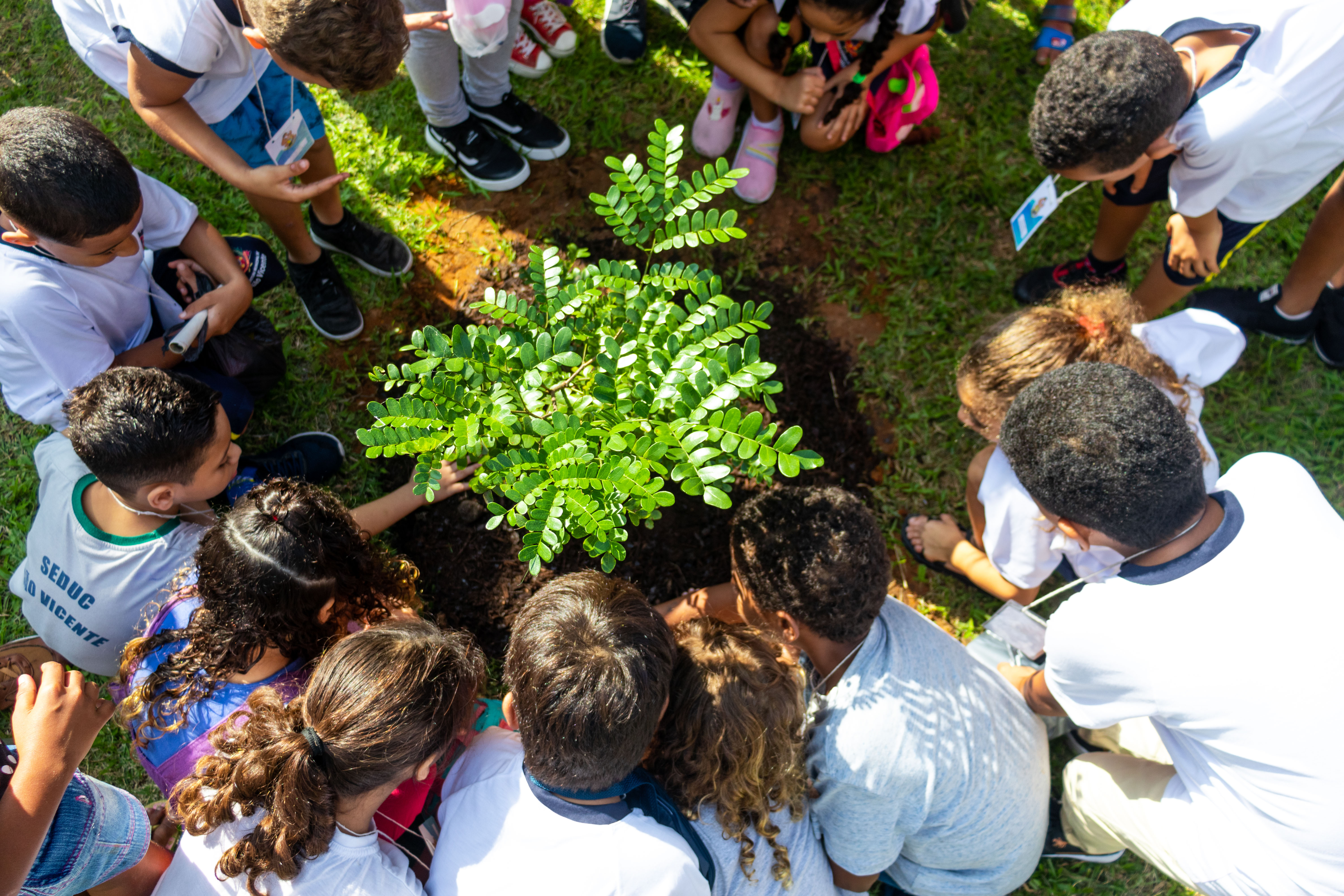 Escola municipal homenageia Dia do Pau-Brasil, com plantio de muda na tarde de segunda-feira (5)