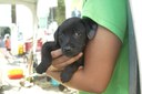 Adotando um ‘Cão’panheiro: Feira de adoção reúne cães resgatados em busca de amor e recomeço em São Vicente