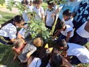 Alunos de escola municipal celebram Dia do Pau-Brasil com plantio de muda nativa Alunos de escola municipal celebram Dia do Pau-Brasil com plantio de muda nativa