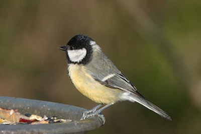 AMEI Visconde de Sabugosa ganha comedouro de pássaros em homenagem póstuma a aluna