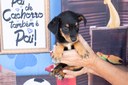 Cada patinha, uma nova história: Transforme vidas com amor e proteção Cada patinha, uma nova história: Transforme vidas com amor e proteção