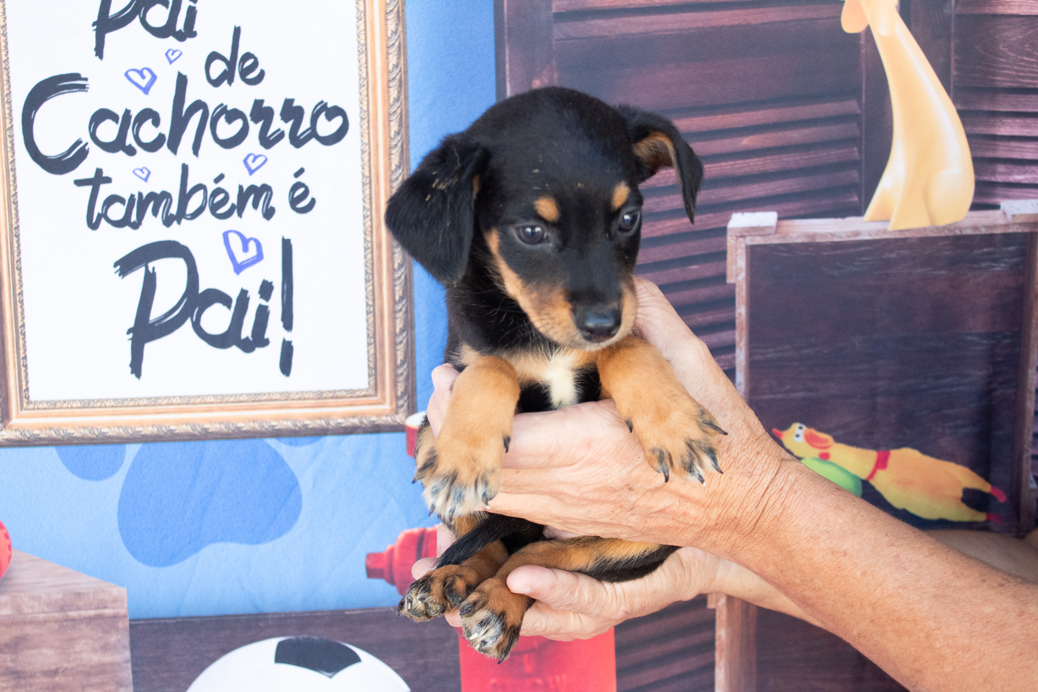 Cada patinha, uma nova história: Transforme vidas com amor e proteção
