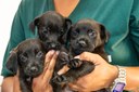Cães e gatos levam alegria a famílias de São Vicente em eventos de adoção