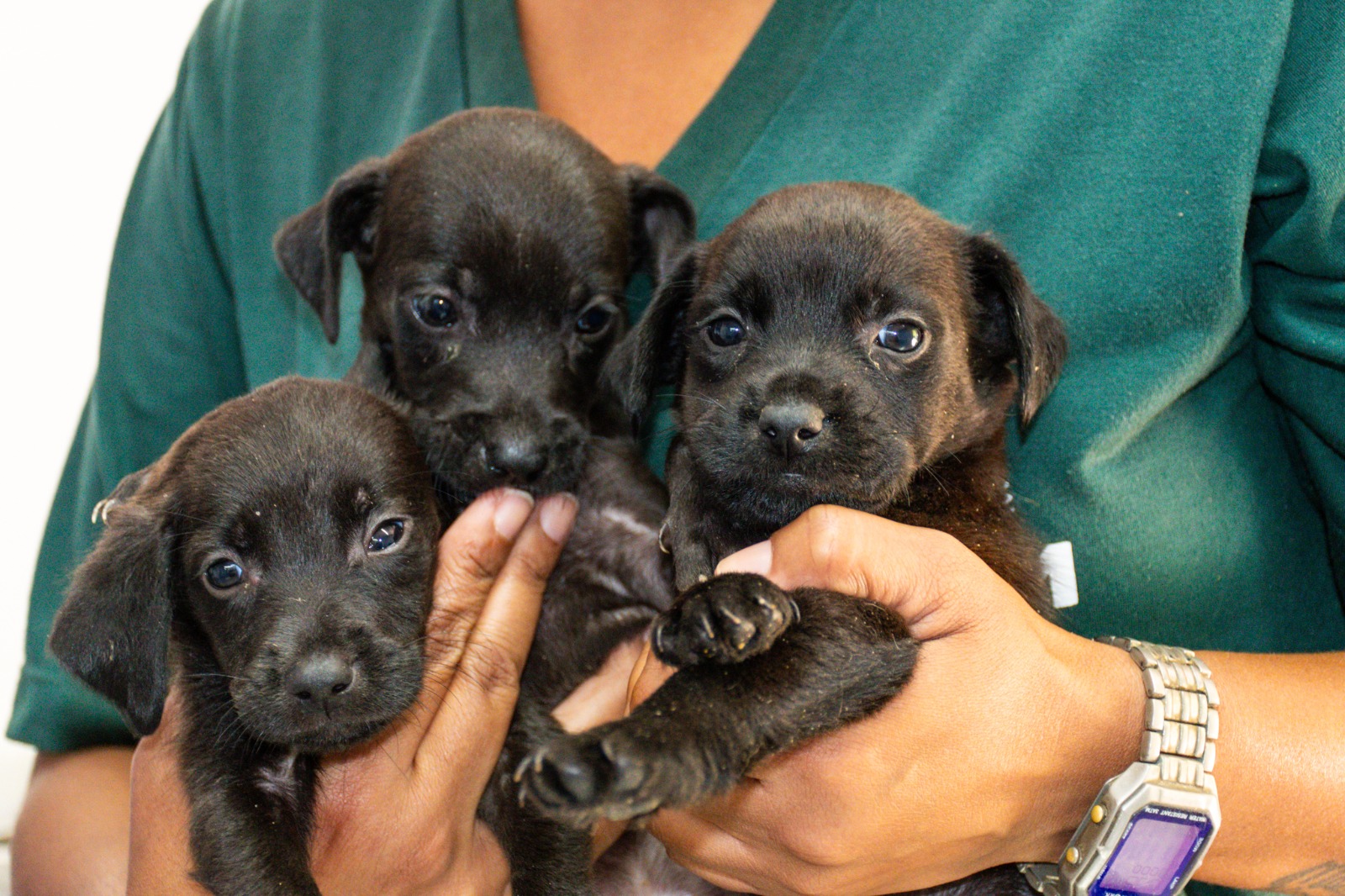 Cães e gatos levam alegria a famílias de São Vicente em eventos de adoção