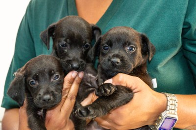 Cães e gatos levam alegria a famílias de São Vicente em eventos de adoção