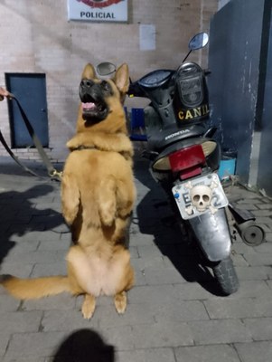 Canil da GCM de São Vicente prende indivíduo por roubo de moto