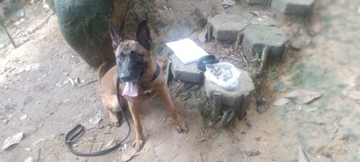 Canil da GCM localiza entorpecentes e encaminha às autoridades policiais