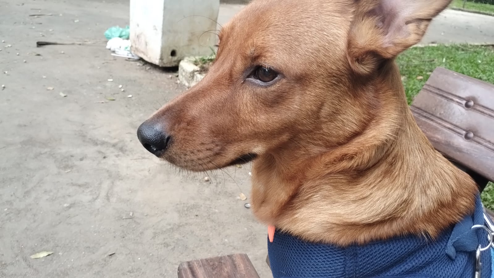 Cão leva amor e alegria à rotina de aposentado em São Vicente