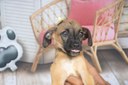 Devido às chuvas, Evento de Adoção de Animais com Deficiência é adiado Devido às chuvas, Evento de Adoção de Animais com Deficiência é adiado
