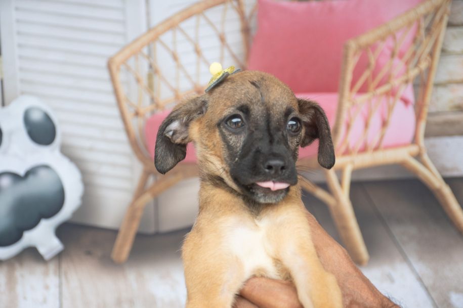 Devido às chuvas, Evento de Adoção de Animais com Deficiência é adiado