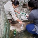 Em janeiro, mais de 8 mil focos de Aedes aegypti são eliminados em São Vicente Em janeiro, mais de 8 mil focos de Aedes aegypti são eliminados em São Vicente