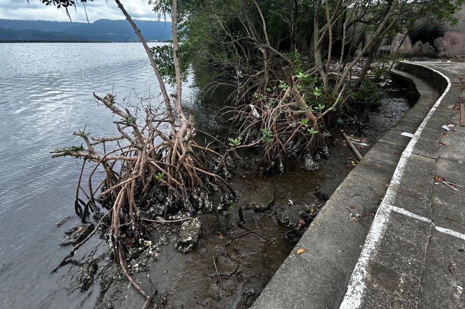 Escola municipal e instituto ambiental instalam ecobarreira em área de manguezal