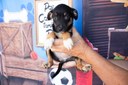 Evento de adoção Pet propaga amor a animais à espera de um lar neste sábado (8) Evento de adoção Pet propaga amor a animais à espera de um lar neste sábado (8)
