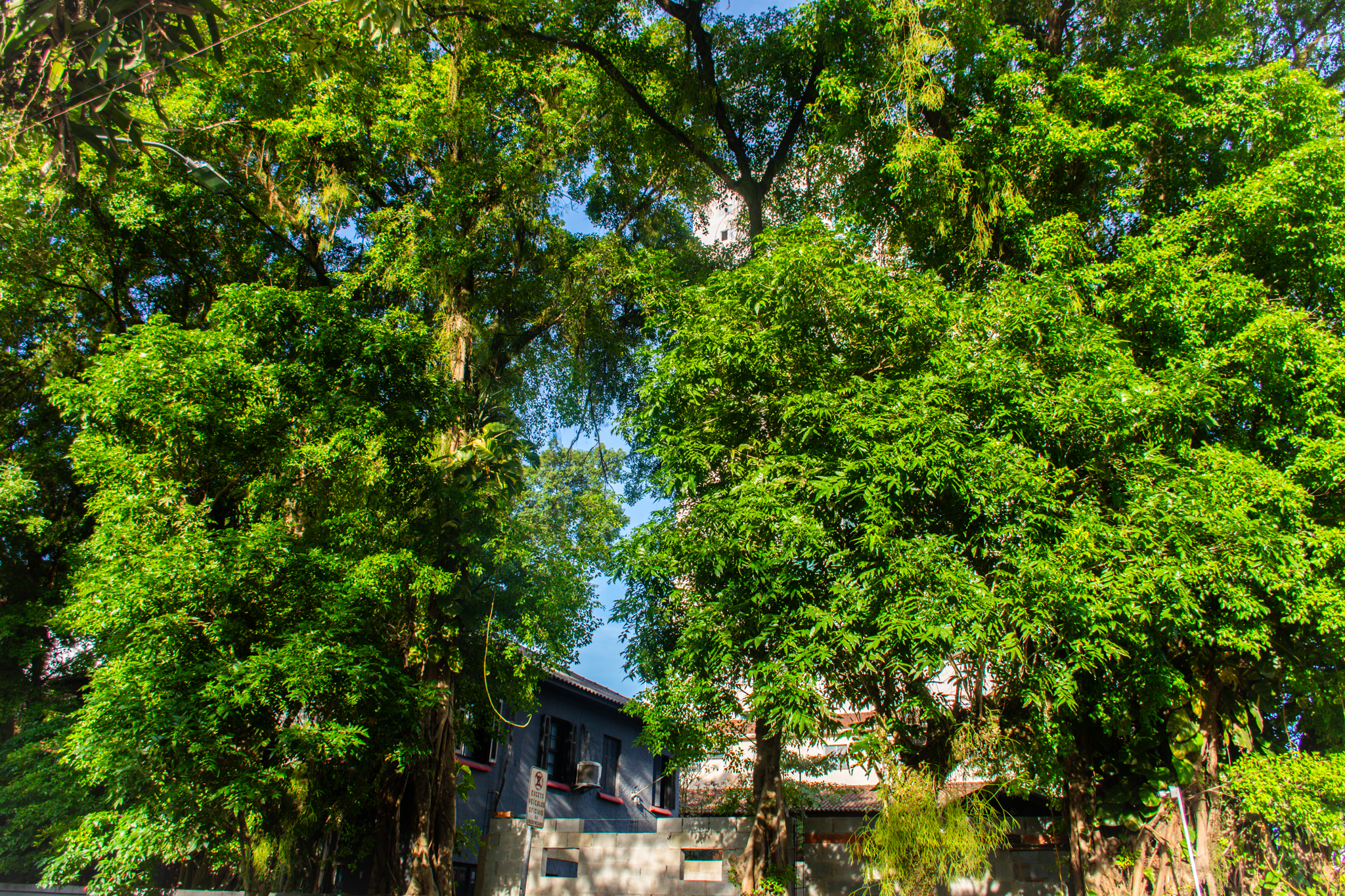 Arborização Urbana 1.JPG