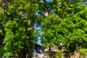 Arborização Urbana 1.JPG