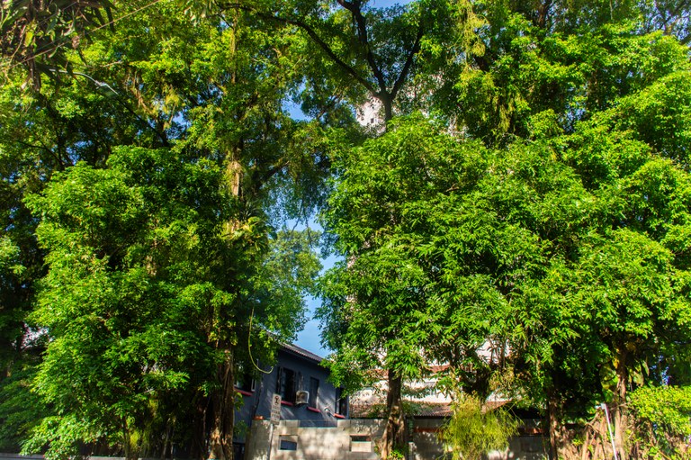 Arborização Urbana 1.JPG