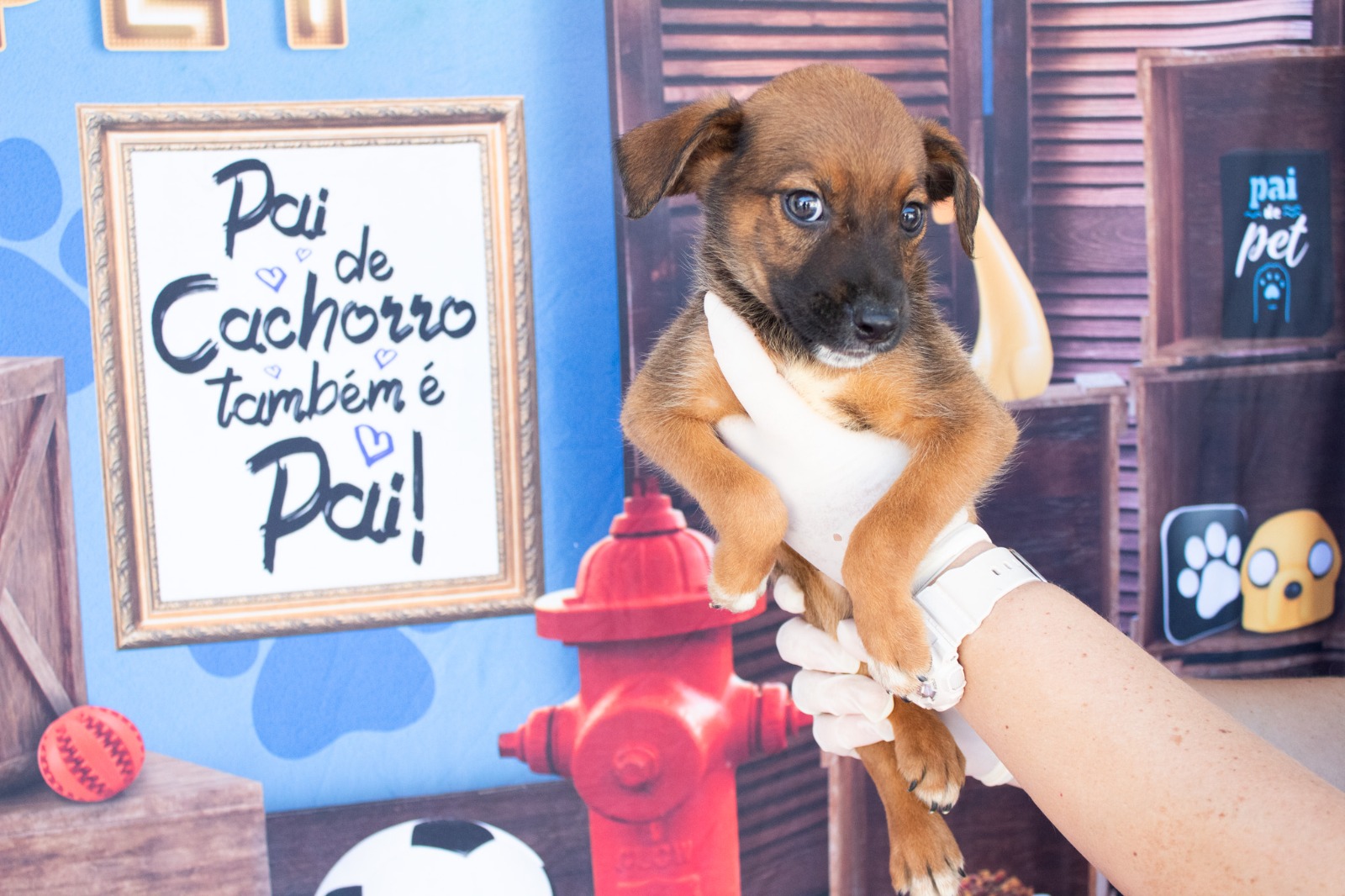 Cães e gatos l.jpeg