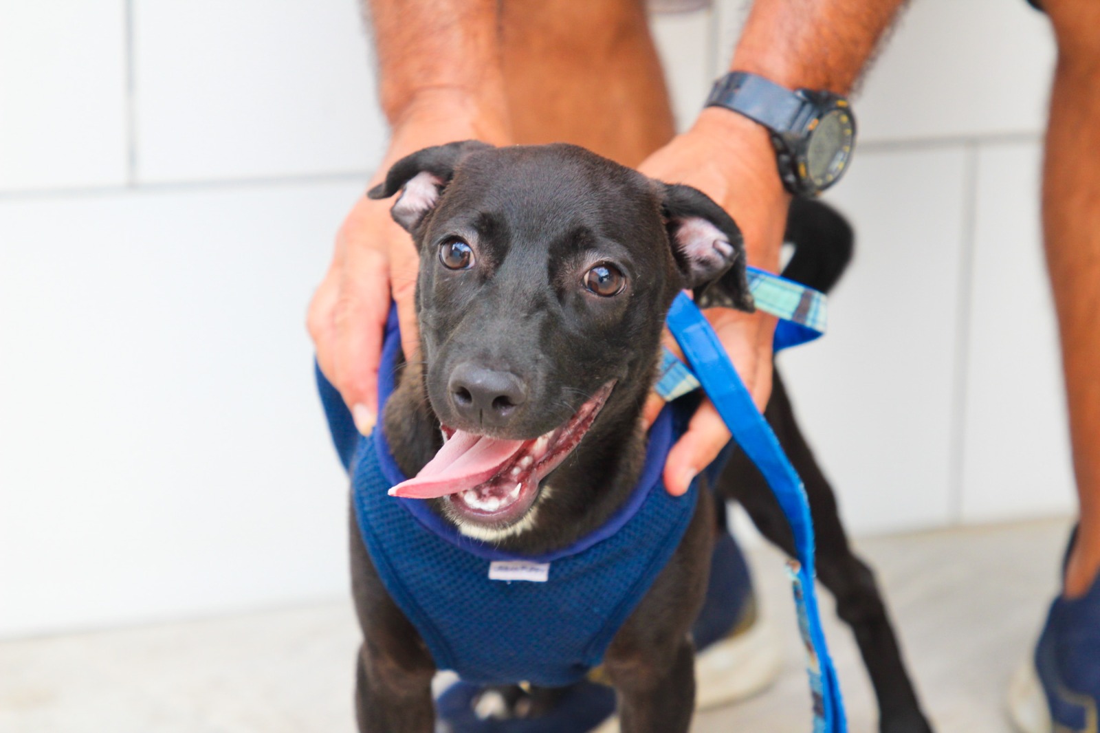 Cães e gatos ll.jpeg