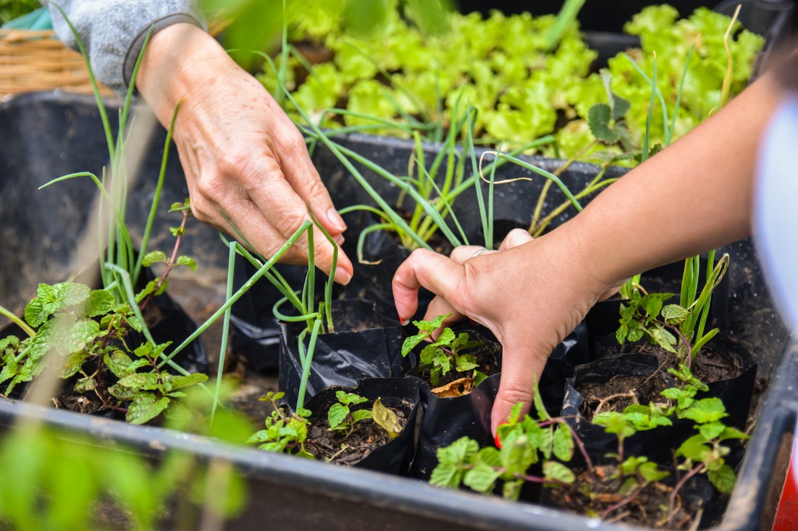 Dia Mundial da Alimentação
