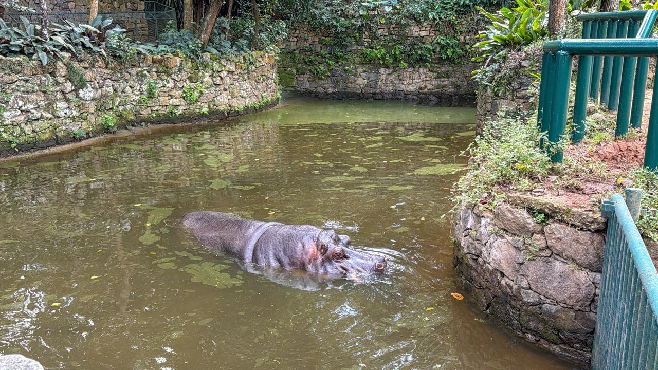 Hipopótamo Ramon é transferido para Zoo de SP, onde viverá com nova parceira e estrutura maior - 5.jpeg