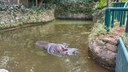 Hipopótamo Ramon é transferido para Zoo de SP, onde viverá com nova parceira e estrutura maior - 5.jpeg