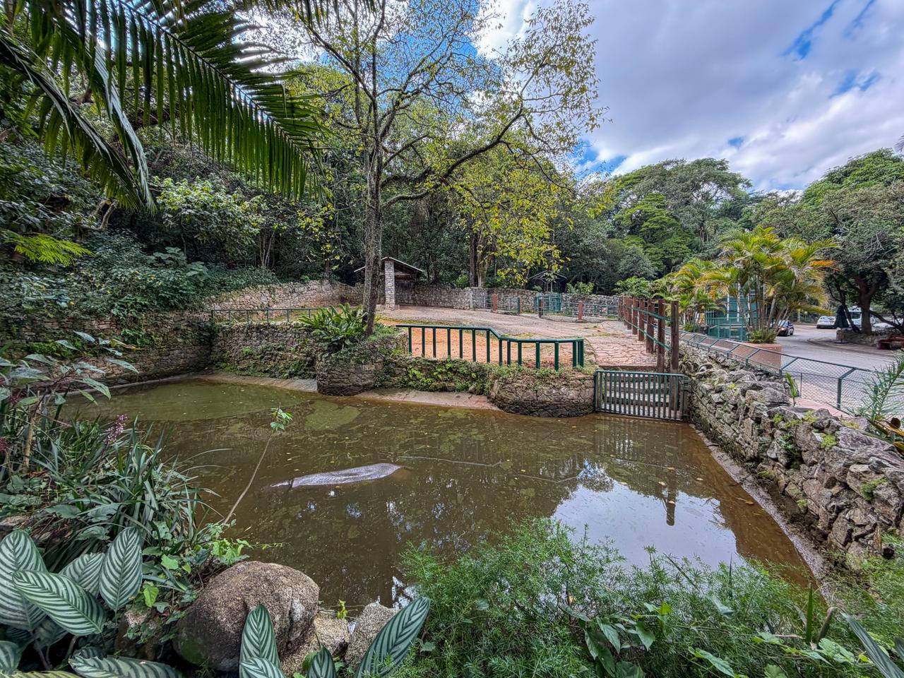 Hipopótamo Ramon é transferido para Zoo de SP, onde viverá com nova parceira e estrutura maior - 6.jpeg