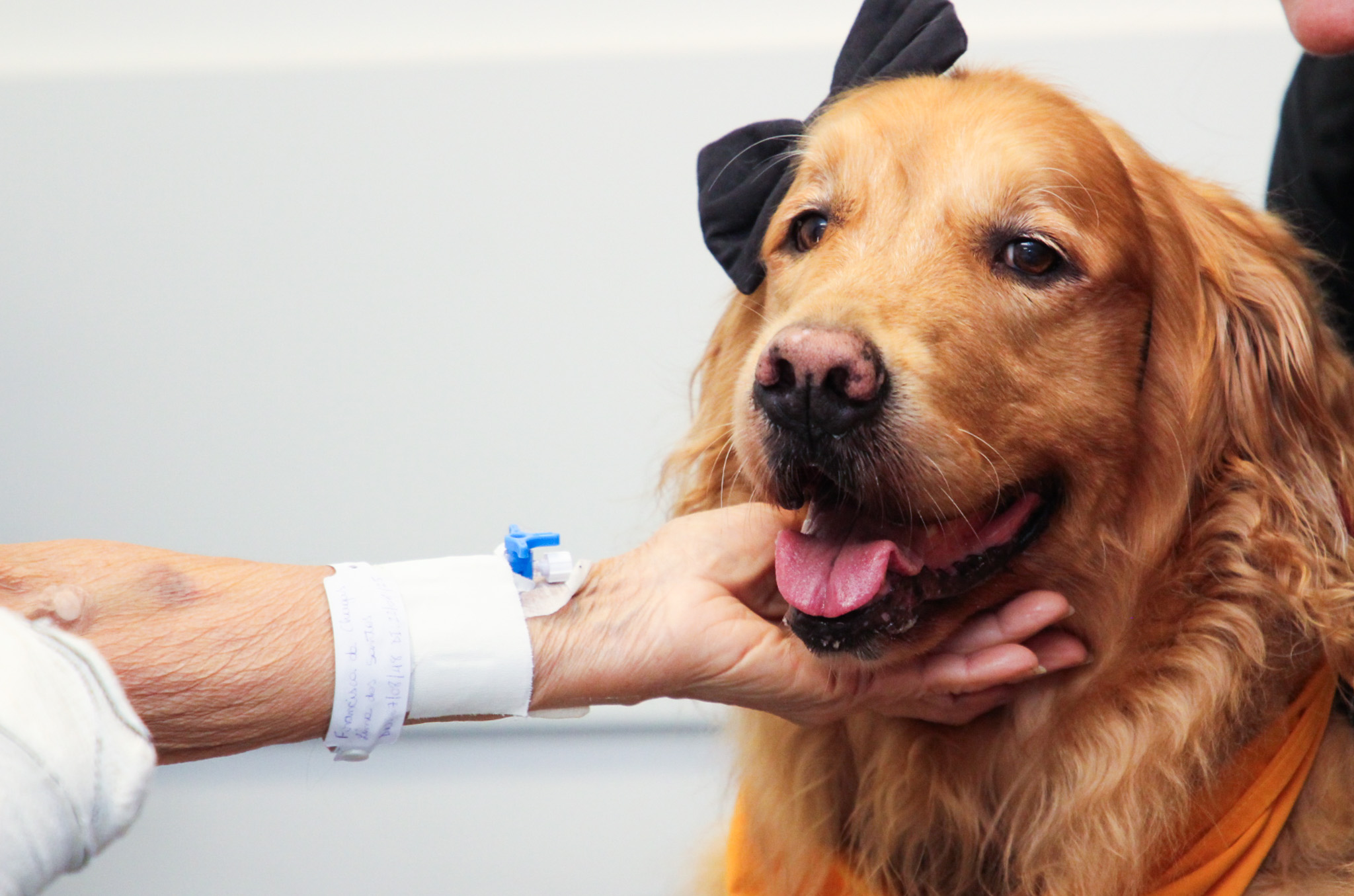 27 - Cães Terapeuticos SESAU (8).jpg