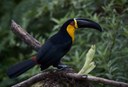 Tucano de Bico Preto