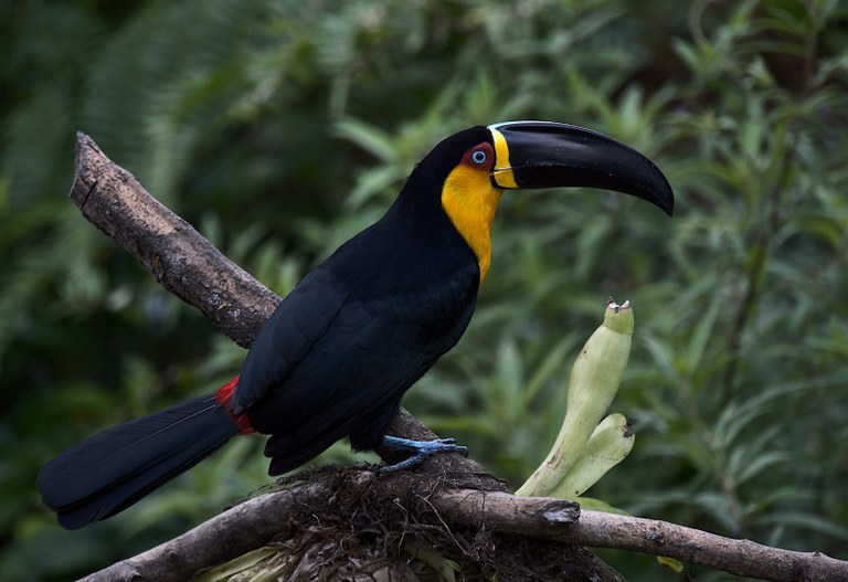 Tucano de Bico Preto
