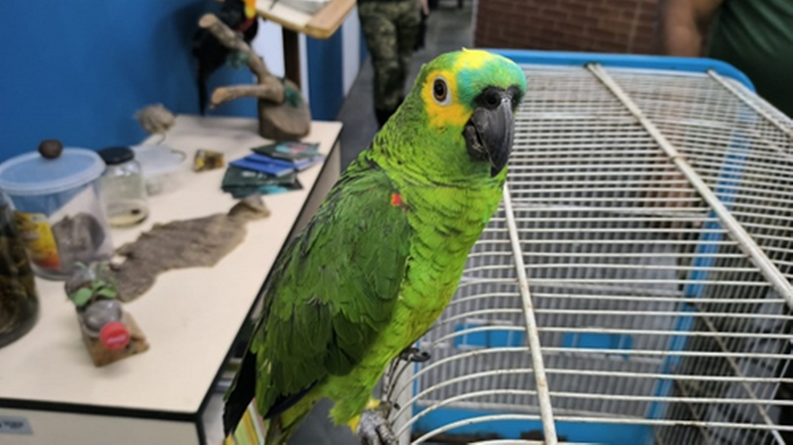 Papagaio-verdadeiro (Amazona aestiva).jpeg