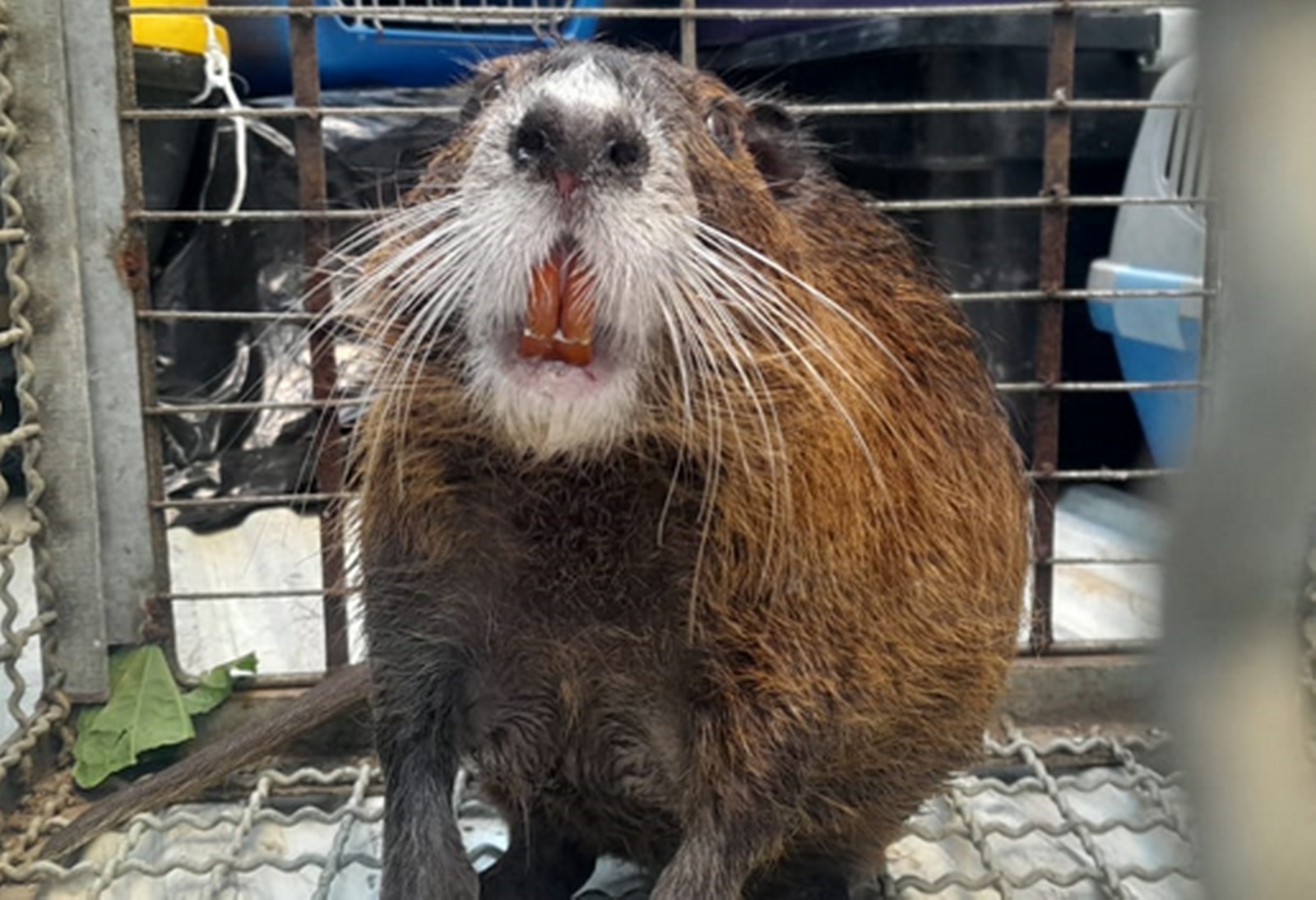 Ratão-do-Banhado.jpeg