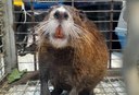 Ratão-do-Banhado.jpeg