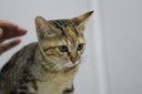 Gatinha Mel ganha novo lar em evento de adoção da Prefeitura de São Vicente Gatinha Mel ganha novo lar em evento de adoção da Prefeitura de São Vicente