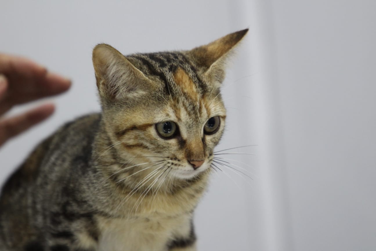 Gatinha Mel ganha novo lar em evento de adoção da Prefeitura de São Vicente