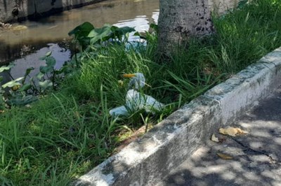GCM Ambiental de São Vicente resgata garça branca no Catiapoã