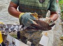 GCM Ambiental de São Vicente resgata mais de 100 animais silvestres e marinhos em 2025