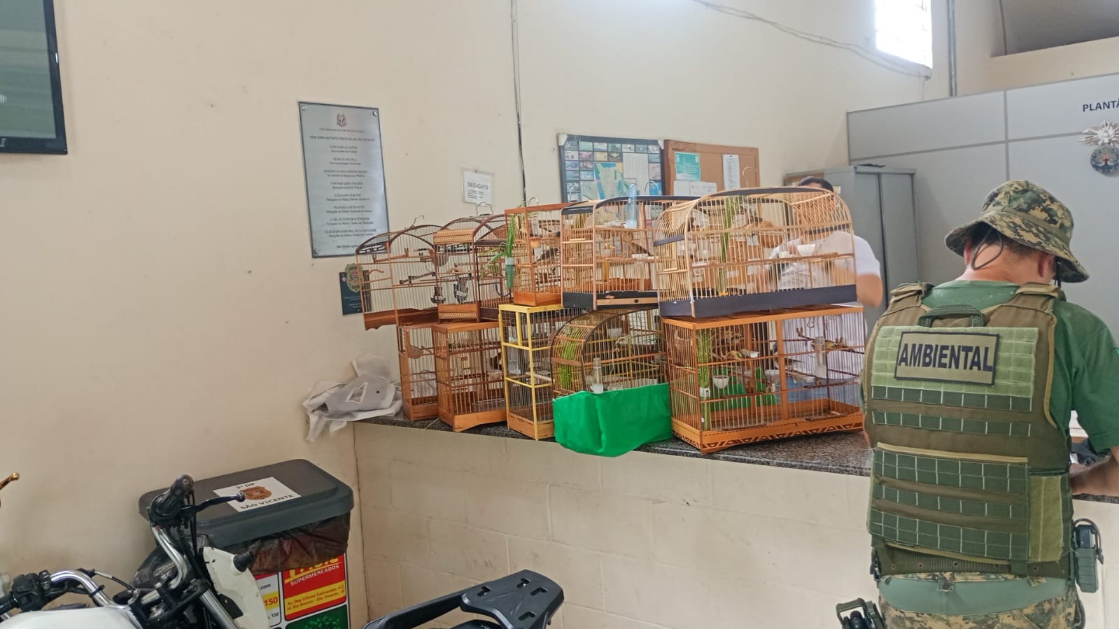 GCM Ambiental detém grupo por transporte irregular de aves silvestres em São Vicente