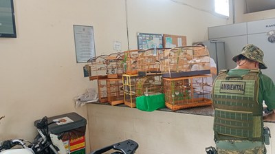 GCM Ambiental detém grupo por transporte irregular de aves silvestres em São Vicente