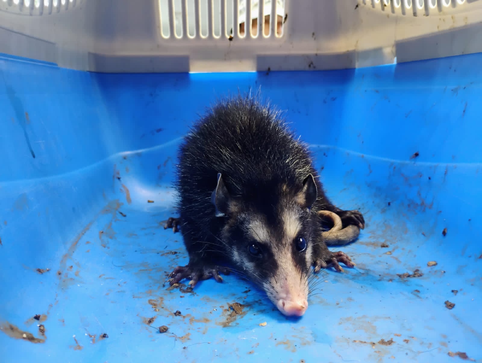 GCM Ambiental realiza três resgates de animais silvestres em situação de vulnerabilidade em São Vicente