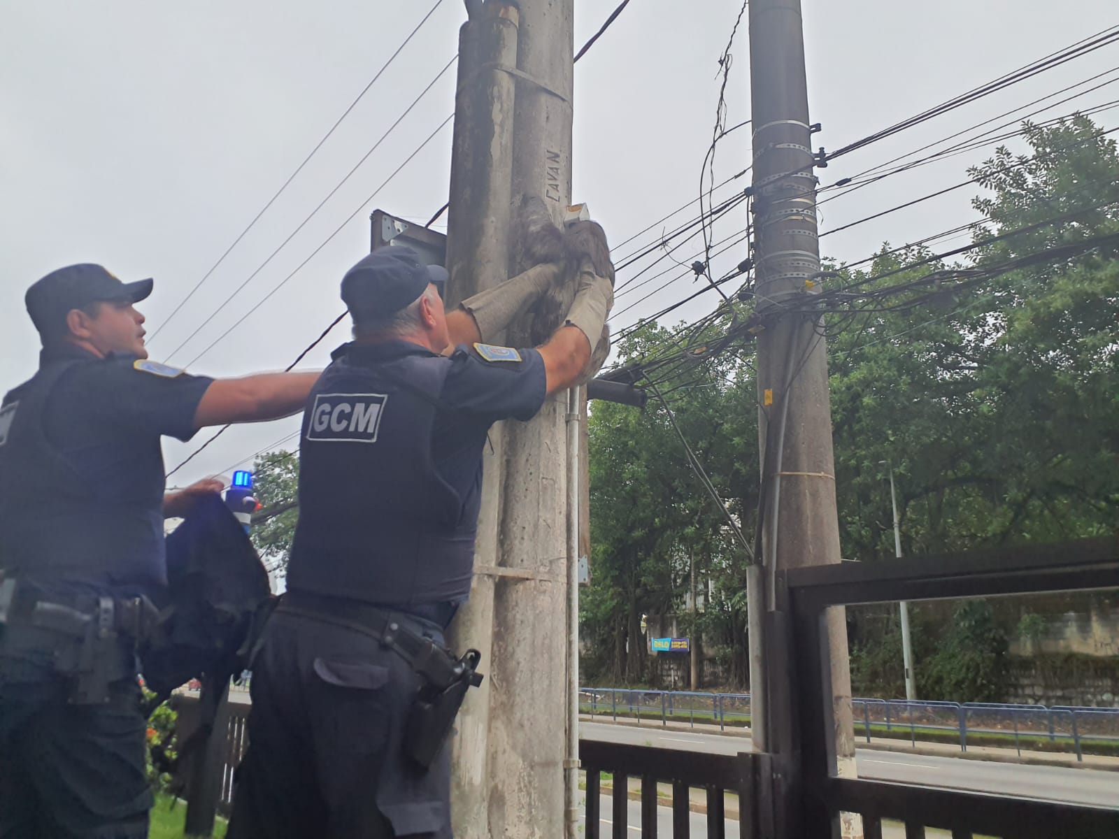 Guarda Civil Ambiental resgata bicho-preguiça de poste em São Vicente