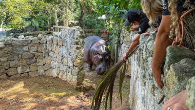 Hipopótamo Ramon é transferido para Zoo de SP, onde viverá com nova parceira e estrutura maior