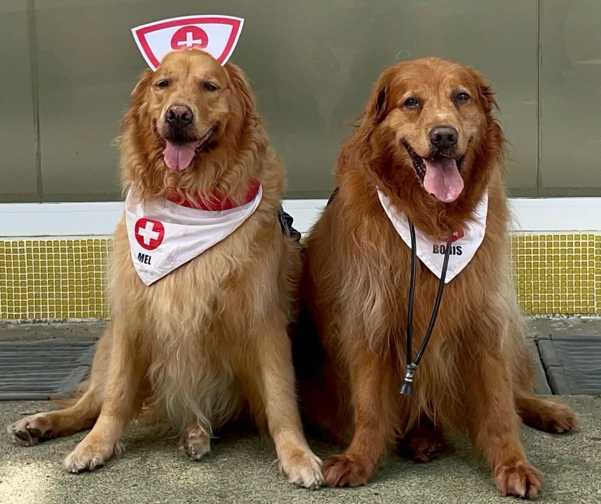Hospital do Vicentino promove terapia assistida por cães para pacientes nesta quarta (26)