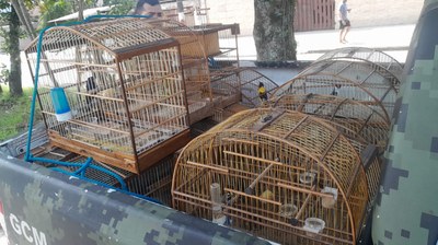 Inspetoria Ambiental GCM apreende 13 aves em cativeiro na Rua Oito