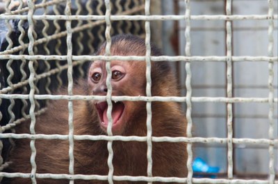 Macaco-prego é resgatado em residência pela Inspetoria Ambiental da GCM de São Vicente