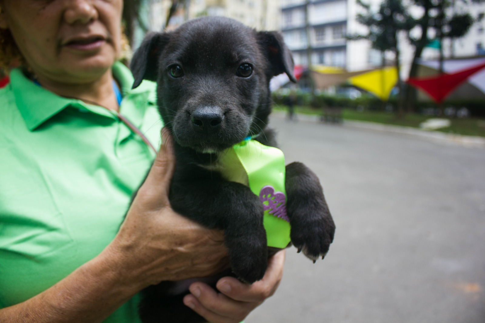 Munícipes podem adotar novos pets para família neste sábado (15)