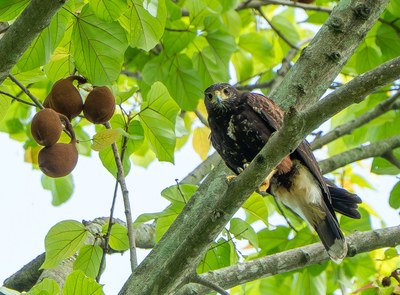 No Dia Nacional dos Animais, fauna de São Vicente revela a riqueza natural da cidade