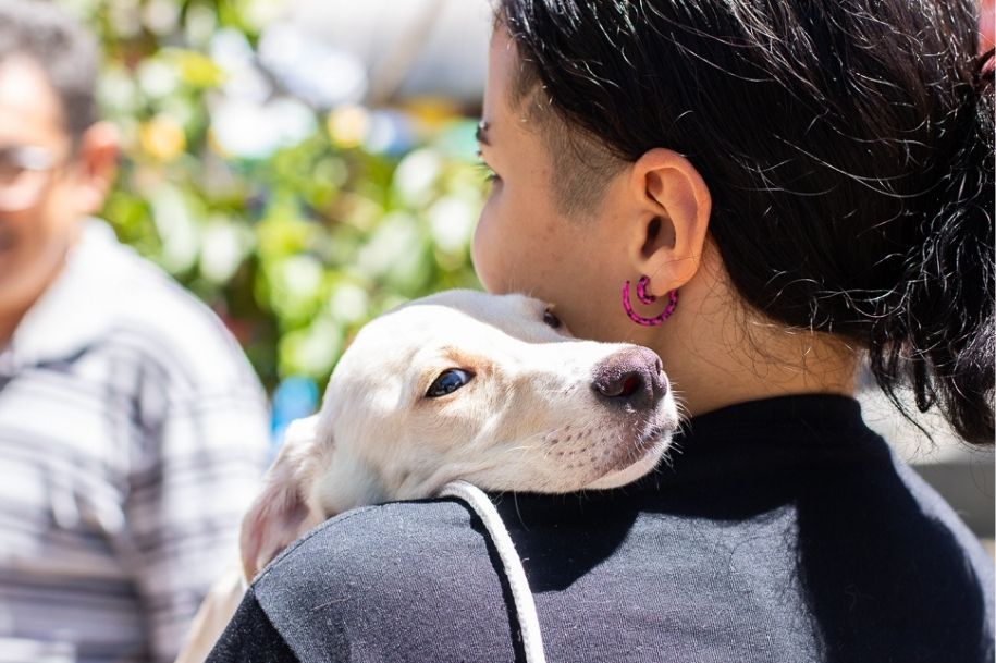 No mês de agosto, feiras de adoção reúnem cães e gatos resgatados em busca de uma nova família