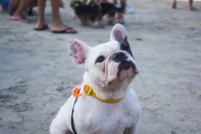 Parque Pet transformará Praia do Itararé em espaço de lazer e bem-estar animal