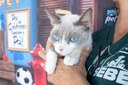 Prefeitura de São Vicente amplia oferta de castrações gratuitas de cães e gatos para a Área Continental Prefeitura de São Vicente amplia oferta de castrações gratuitas de cães e gatos para a Área Continental