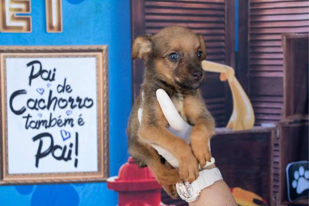Prefeitura orienta população sobre como agir ao encontrar animais em situação de abandono